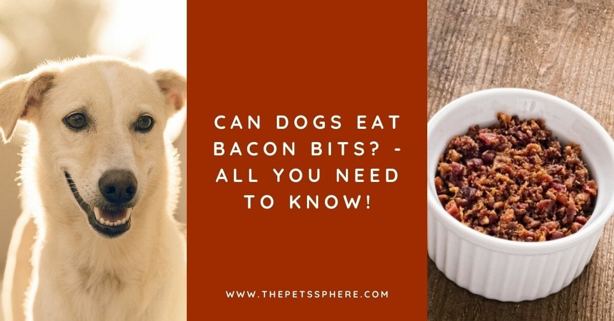 Can Dogs Eat Bacon Bits? All You Need to Know! The Pet's Sphere