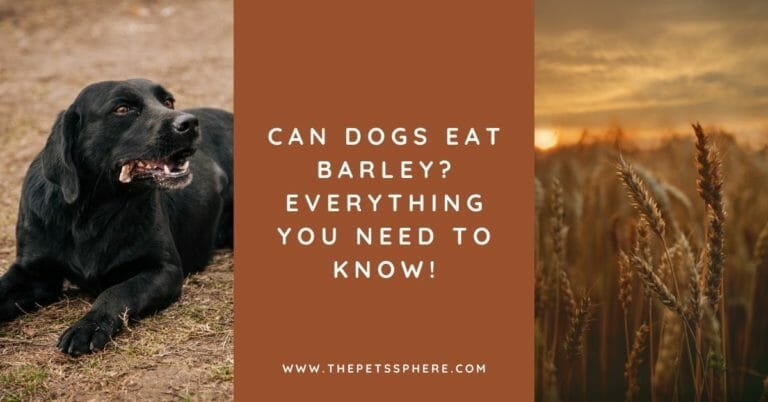 Can Dogs Eat Barley Everything You Need to Know!