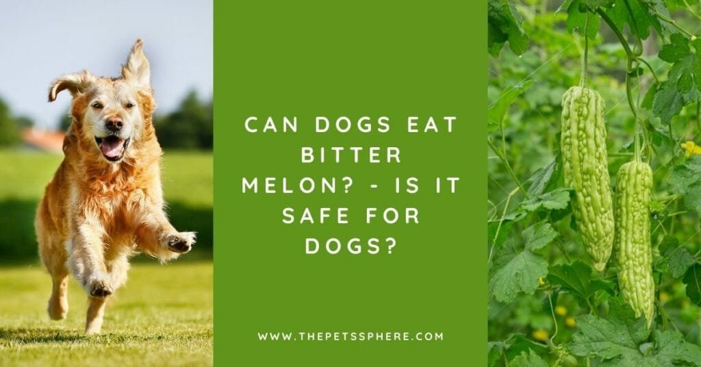 Can Dogs Eat Bitter Melon - Is it Safe for Dogs