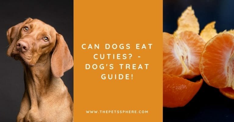Can Dogs Eat Cuties - Dog's Treat Guide!