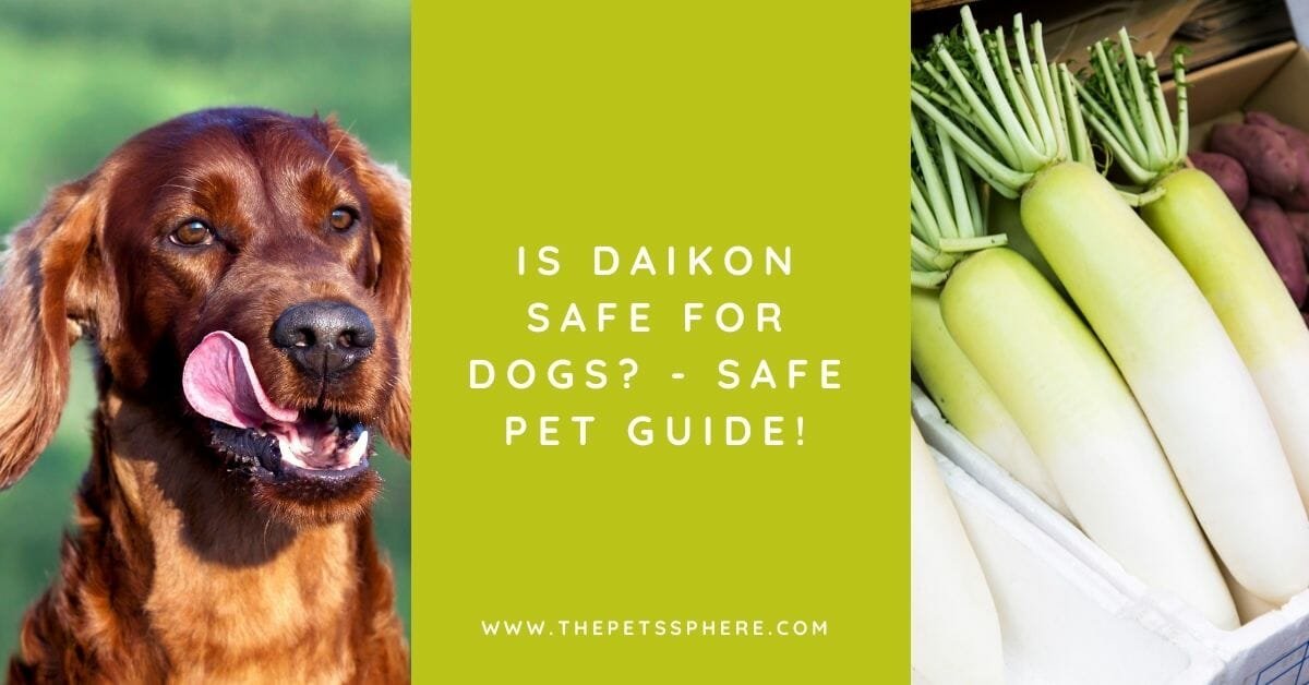 Is Daikon Safe for Dogs? Safe Pet Guide! The Pet's Sphere