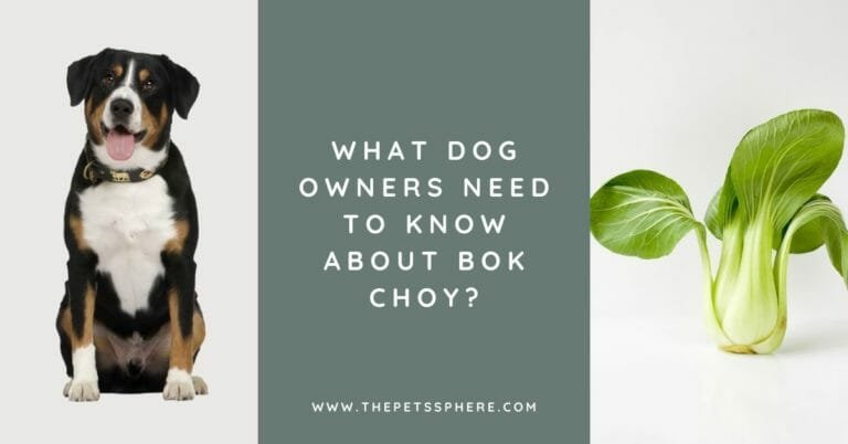 Can Dogs Eat Bok Choy - Featured Image