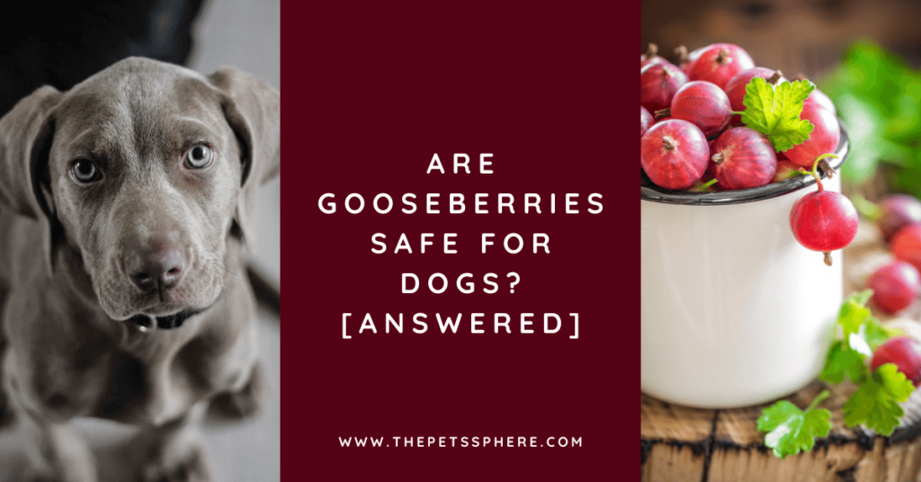 Are Gooseberries Safe for Dogs? [ANSWERED] | The Pet's Sphere