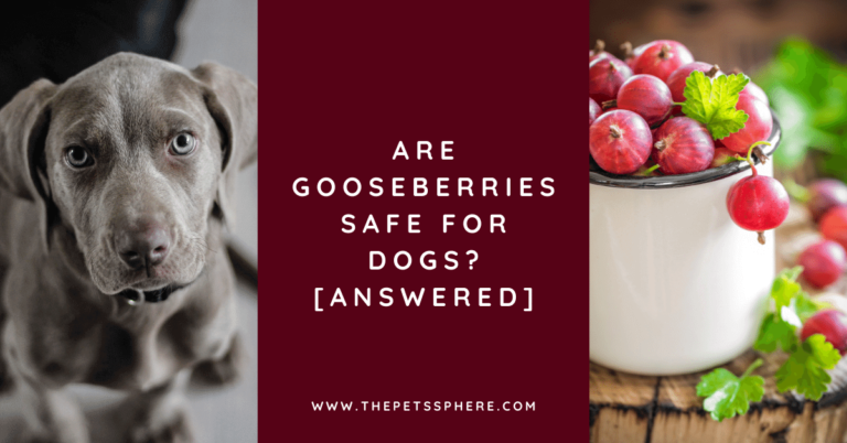 Are Gooseberries Safe for Dogs_ [ANSWERED]