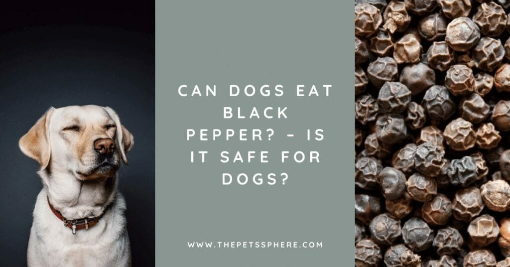 Can Dogs Eat Black Pepper_ – Is it Safe for Dogs_