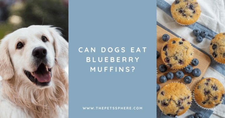 Can Dogs Eat Blueberry Muffins_