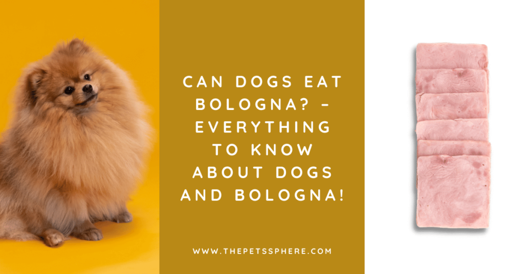 Can Dogs Eat Bologna? Everything to Know About Dogs and Bologna!