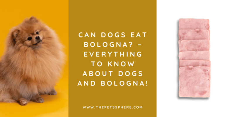 Can Dogs Eat Bologna_ – Everything to Know About Dogs and Bologna!