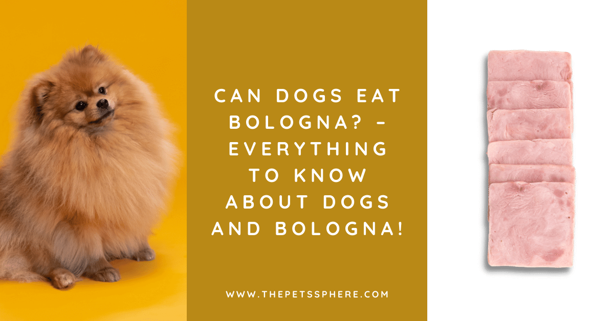 Can Dogs Eat Bologna? Everything to Know About Dogs and Bologna!