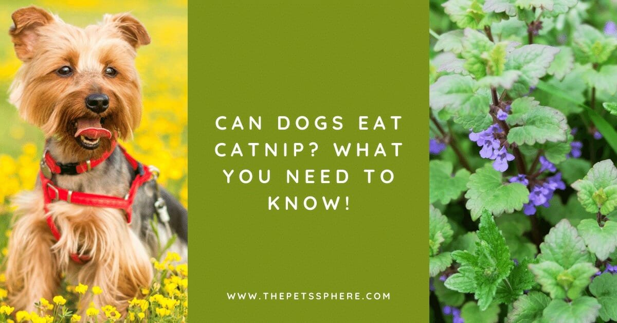 Can Dogs Eat Catnip? What You Need to know! The Pet's Sphere