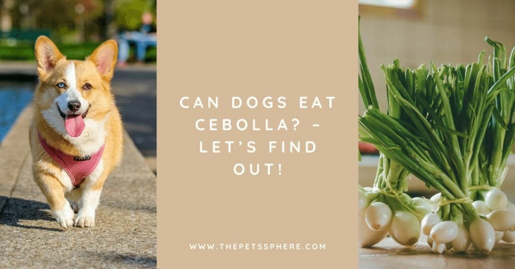 Can Dogs Eat Cebolla_ – Let’s Find out!