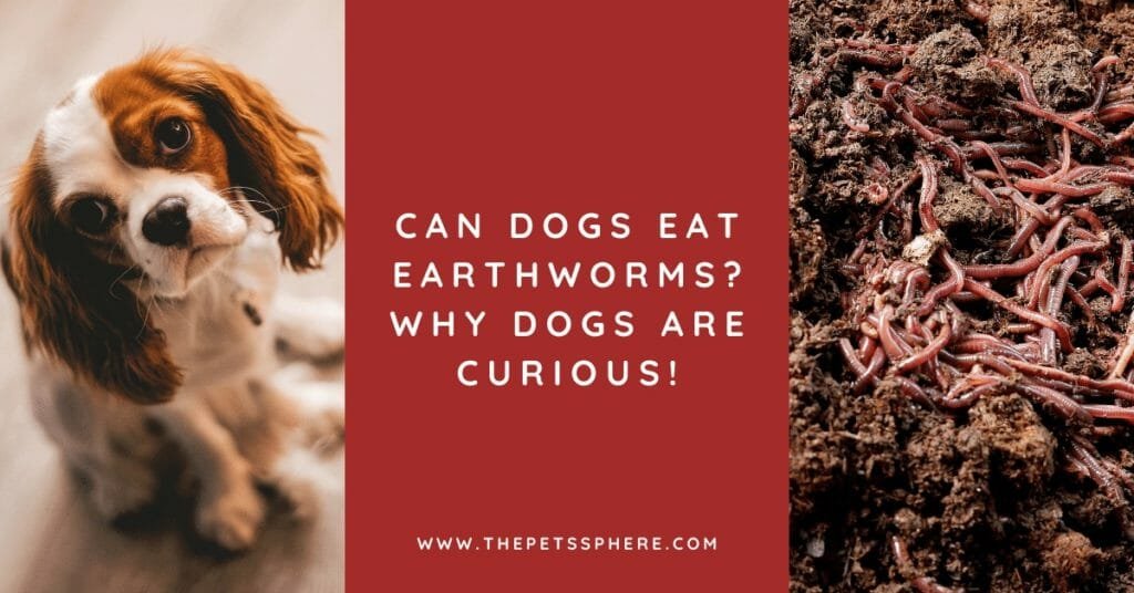 Can Dogs Eat Earthworms_ Why Dogs Are Curious!