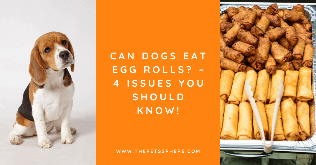 Can Dogs Eat Egg Rolls? 4 Issues You Should Know! The Pet's Sphere