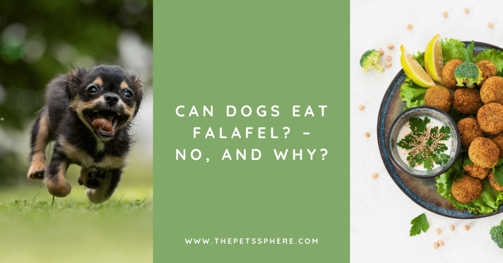 Can Dogs Eat Falafel_ – No, and Why_