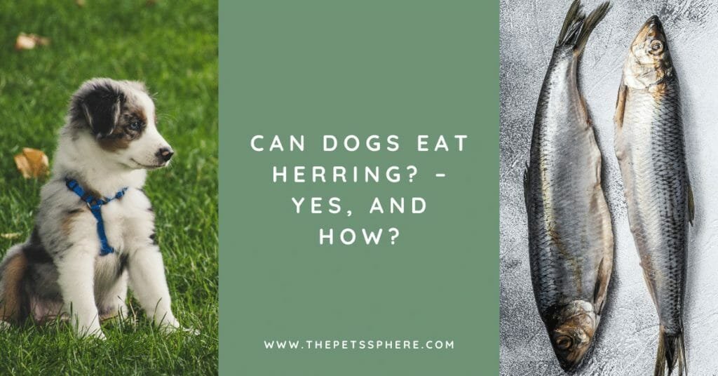 Can Dogs Eat Herring_ – Yes, and How_