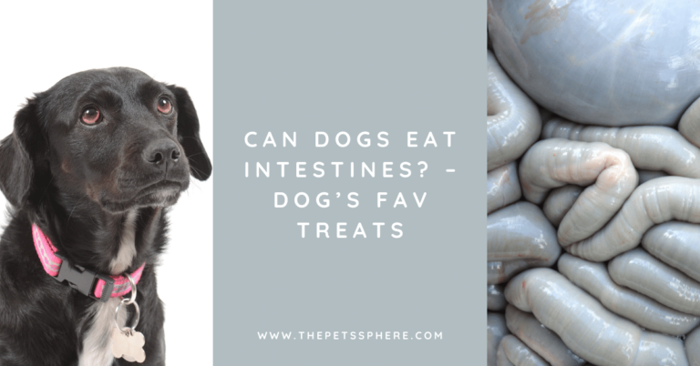 Can Dogs Eat Intestines_ – Dog’s Fav Treats