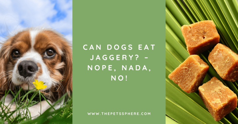 Can Dogs Eat Jaggery_ – Nope, Nada, No!