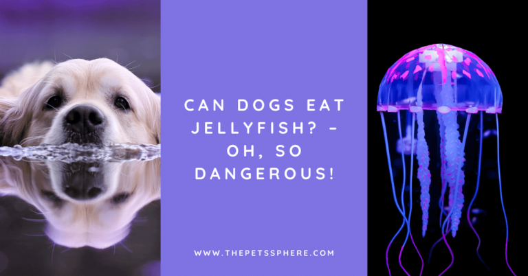 Can Dogs Eat Jellyfish_ – Oh, So Dangerous!