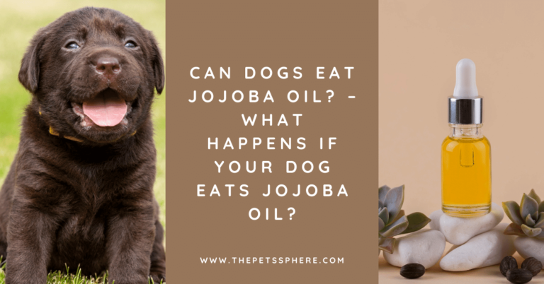 Can Dogs Eat Jojoba Oil_ – What Happens if Your Dog Eats Jojoba Oil_