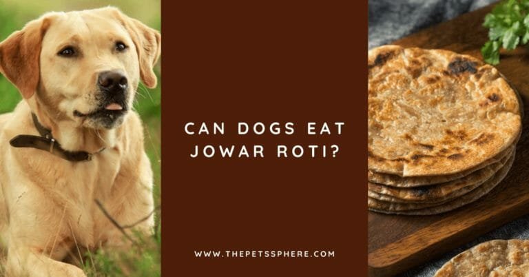 Can Dogs Eat Jowar Roti_