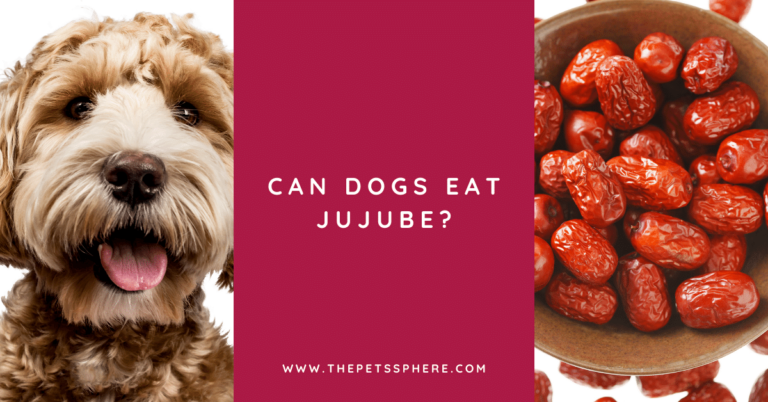 Can Dogs eat Jujube - featured image
