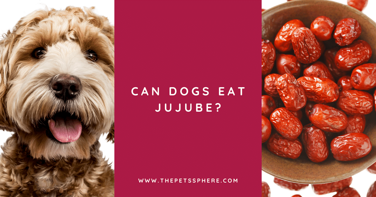Can Dogs Eat Jujube? The Pet's Sphere