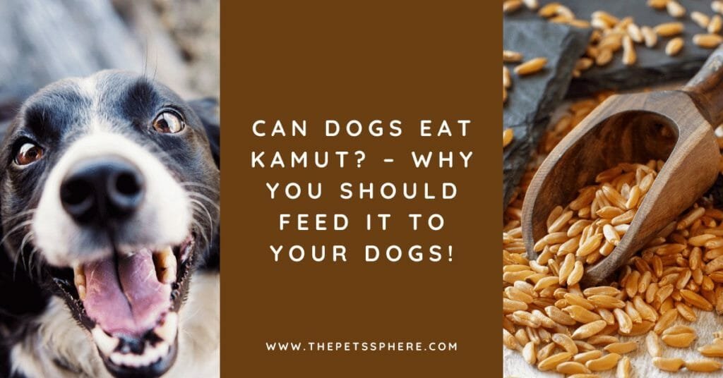 Can Dogs Eat Kamut_ – Why You Should Feed It to Your Dogs!