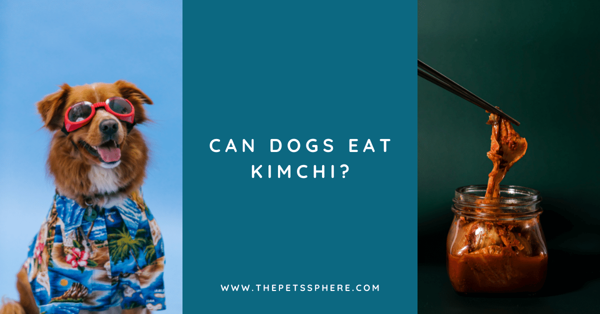 Can Dogs Eat Kimchi? The Pet's Sphere