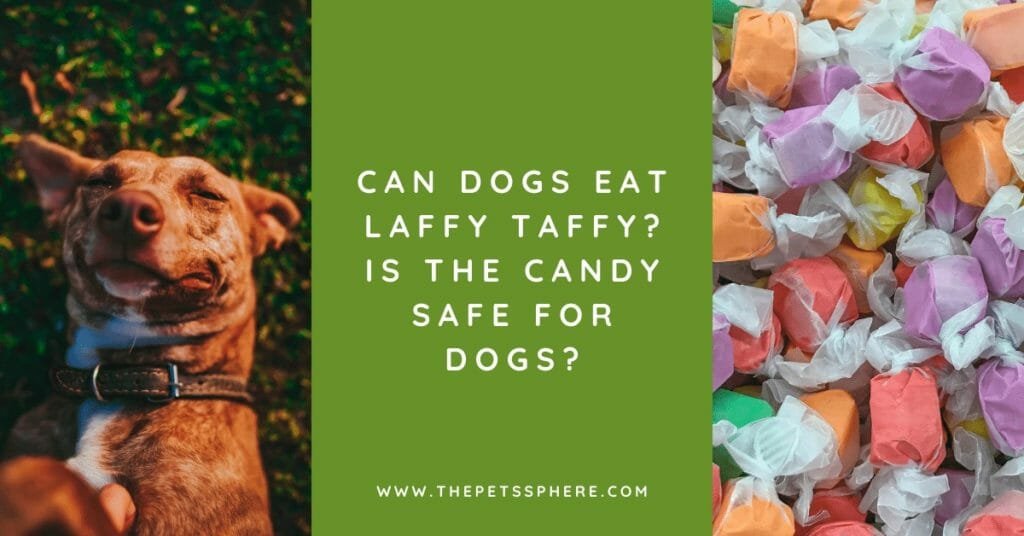 Can Dogs Eat Laffy Taffy_ Is the Candy Safe for Dogs_