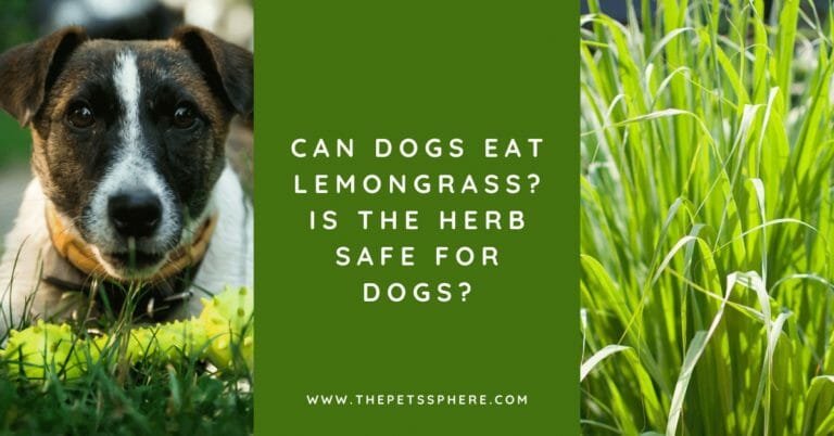 Can Dogs Eat Lemongrass_ Is the Herb Safe for Dogs_