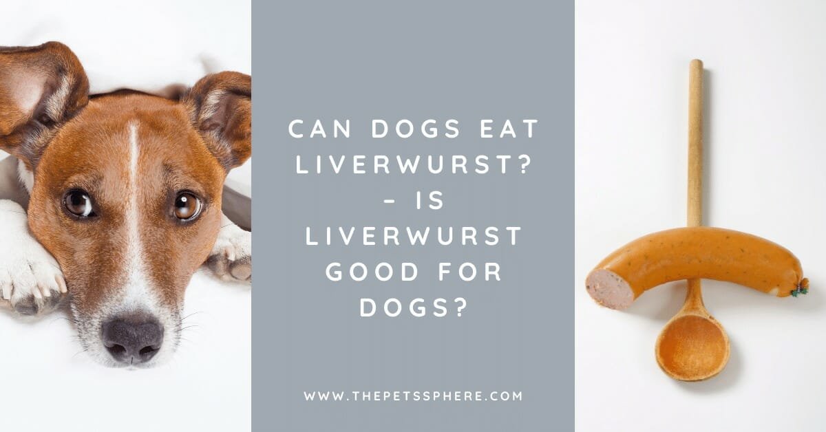 Can Dogs Eat Liverwurst? The Pet's Sphere