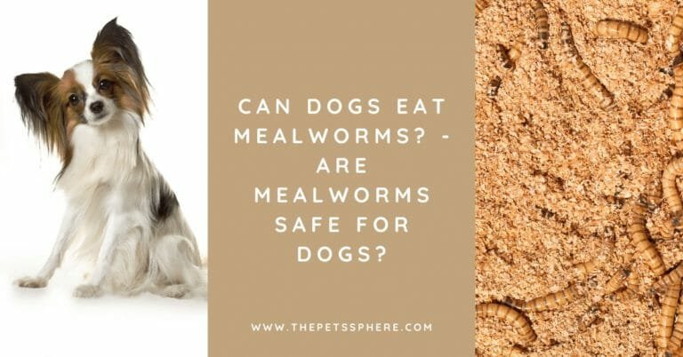 Can Dogs Eat Mealworms_ - Are Mealworms Safe for Dogs - featured image