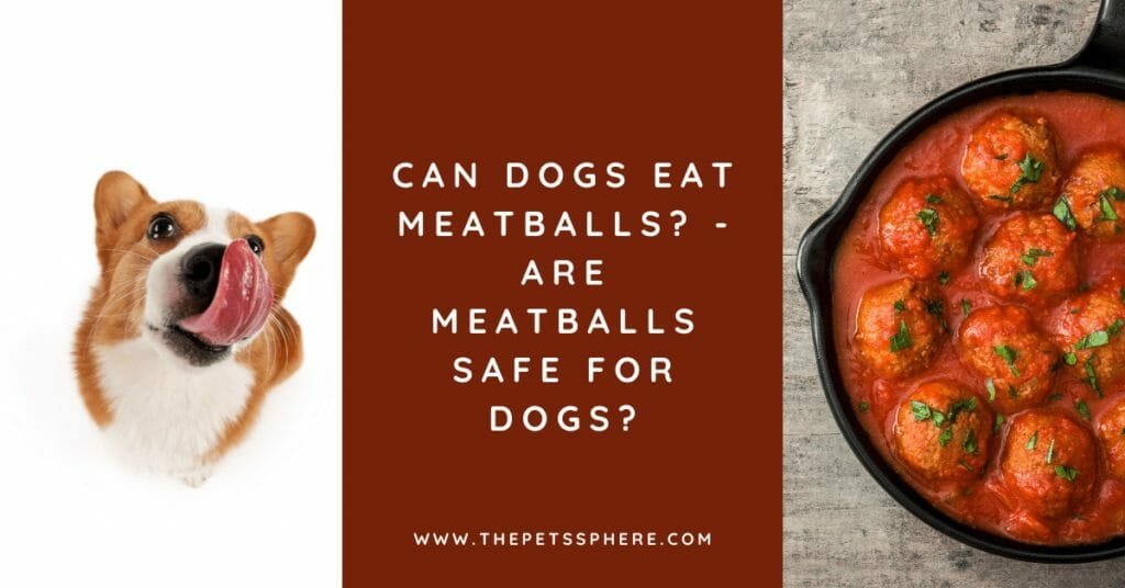 can-dogs-eat-meatballs-the-pet-s-sphere