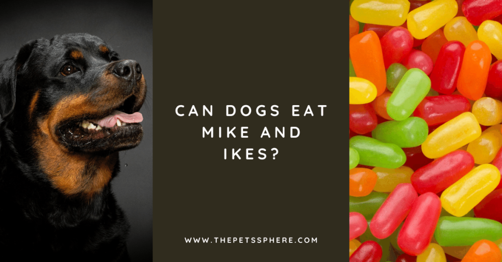 Can Dogs Eat Mike and Ikes? | The Pet's Sphere