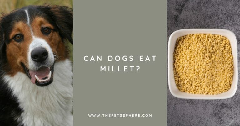 Can Dogs Eat Millet - featured image