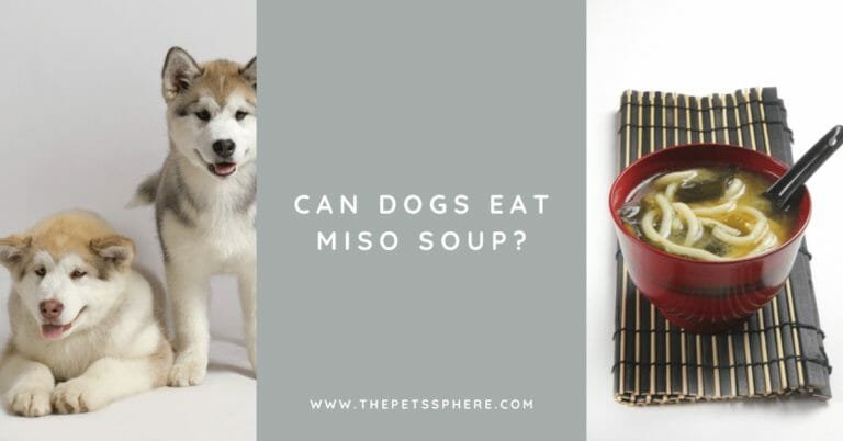 Can Dogs Eat Miso Soup - featured image