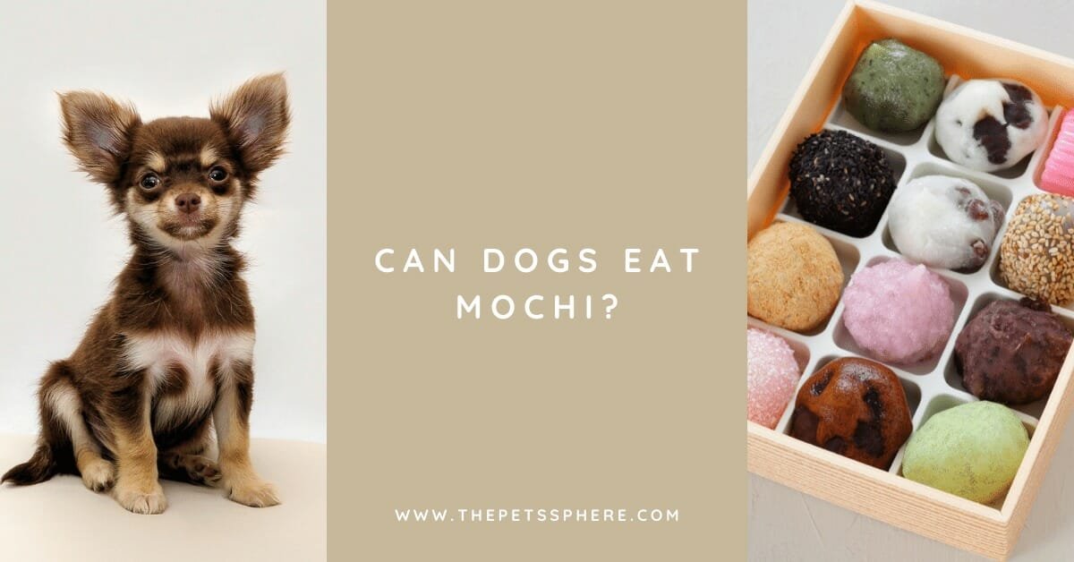Can Dogs Eat Mochi? The Pet's Sphere