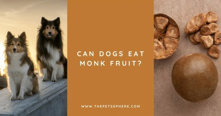 Can Dogs Eat Monk Fruit? | The Pet's Sphere