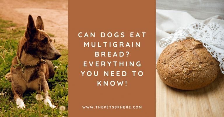 Can Dogs Eat Multigrain Bread_ Everything You Need to Know! - featured image