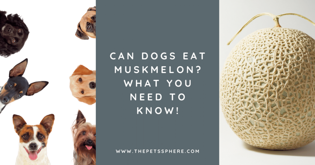 can-dogs-eat-muskmelon-what-you-need-to-know-the-pet-s-sphere