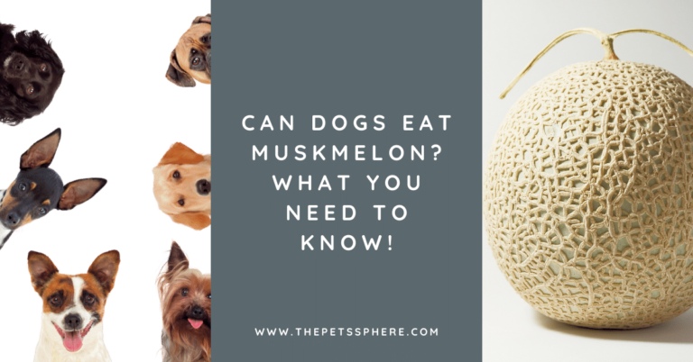 Can Dogs Eat Muskmelon_ What You Need to Know! - featured image