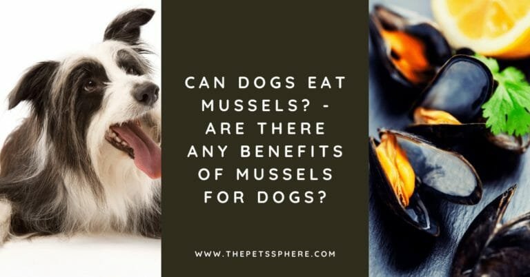 Can Dogs Eat Mussels_ - Are There Any Benefits of Mussels for Dogs - featured image