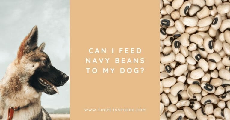 Can I Feed Navy Beans to My Dog - featured image