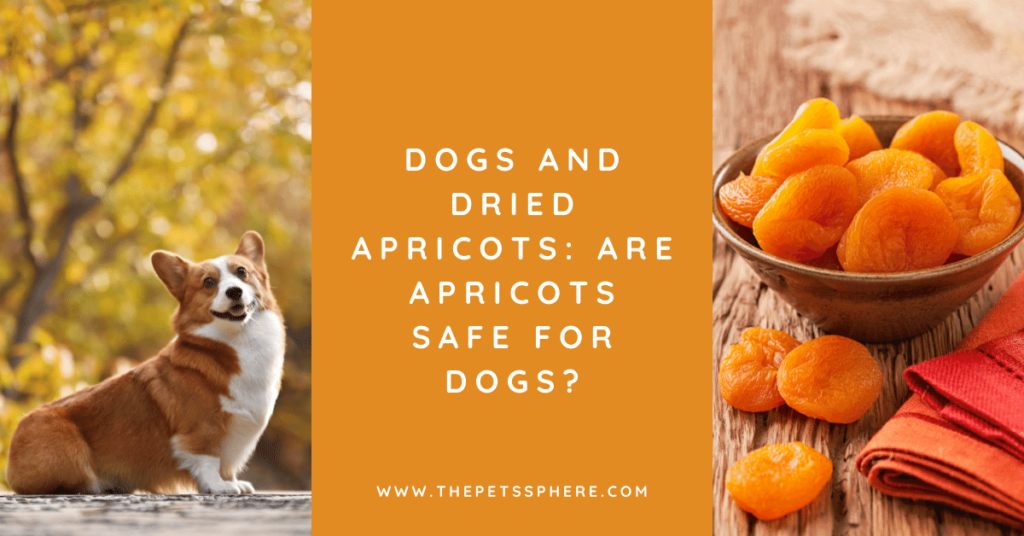 Dogs and Dried Apricots_ Are Apricots Safe for Dogs_