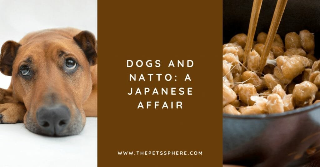 Dogs and Natto_ A Japanese Affair - featured image