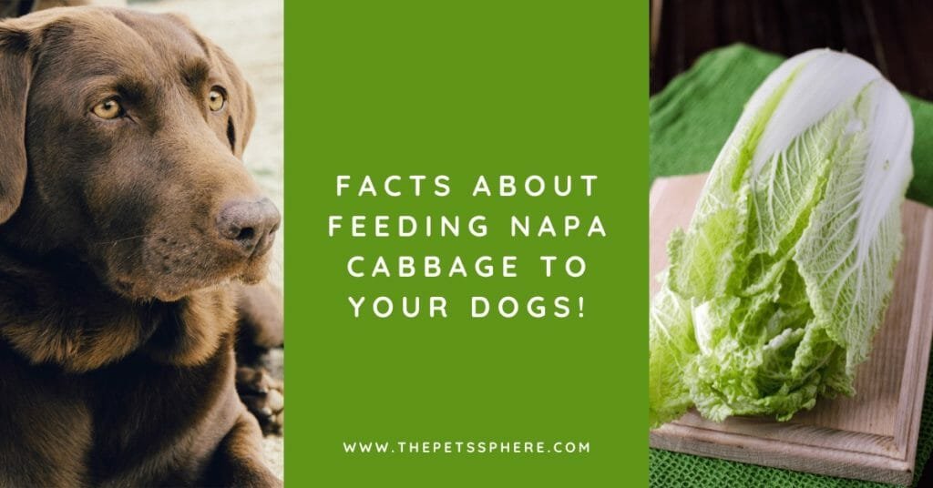 Facts about Feeding Napa Cabbage to Your Dogs! - featured image