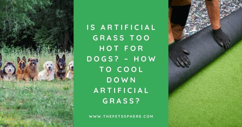 Is Artificial Grass Too Hot for Dogs_ – How to Cool Down Artificial Grass_