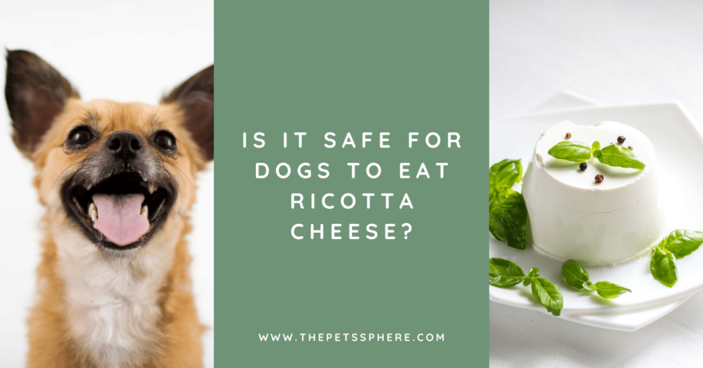 Is It Safe For Dogs To Eat Ricotta Cheese? | The Pet's Sphere