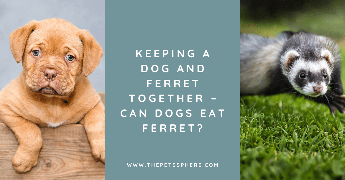can ferrets have dog treats