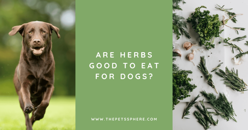 Are Herbs Good to Eat for Dogs_